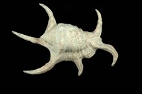 藏品(水字螺)的圖片